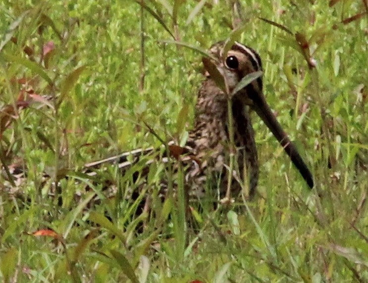 Wilson's Snipe - ML616524711