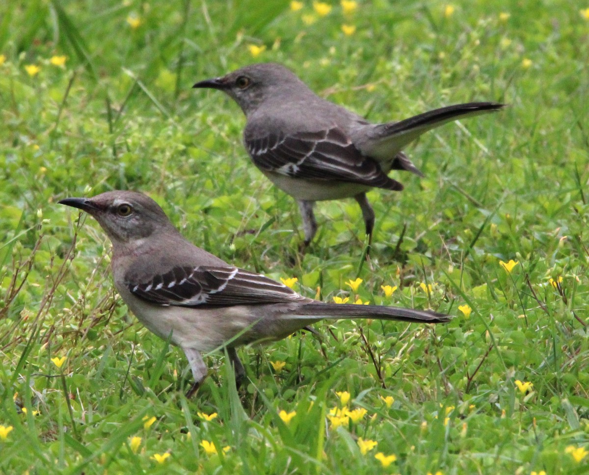 Northern Mockingbird - ML616524728