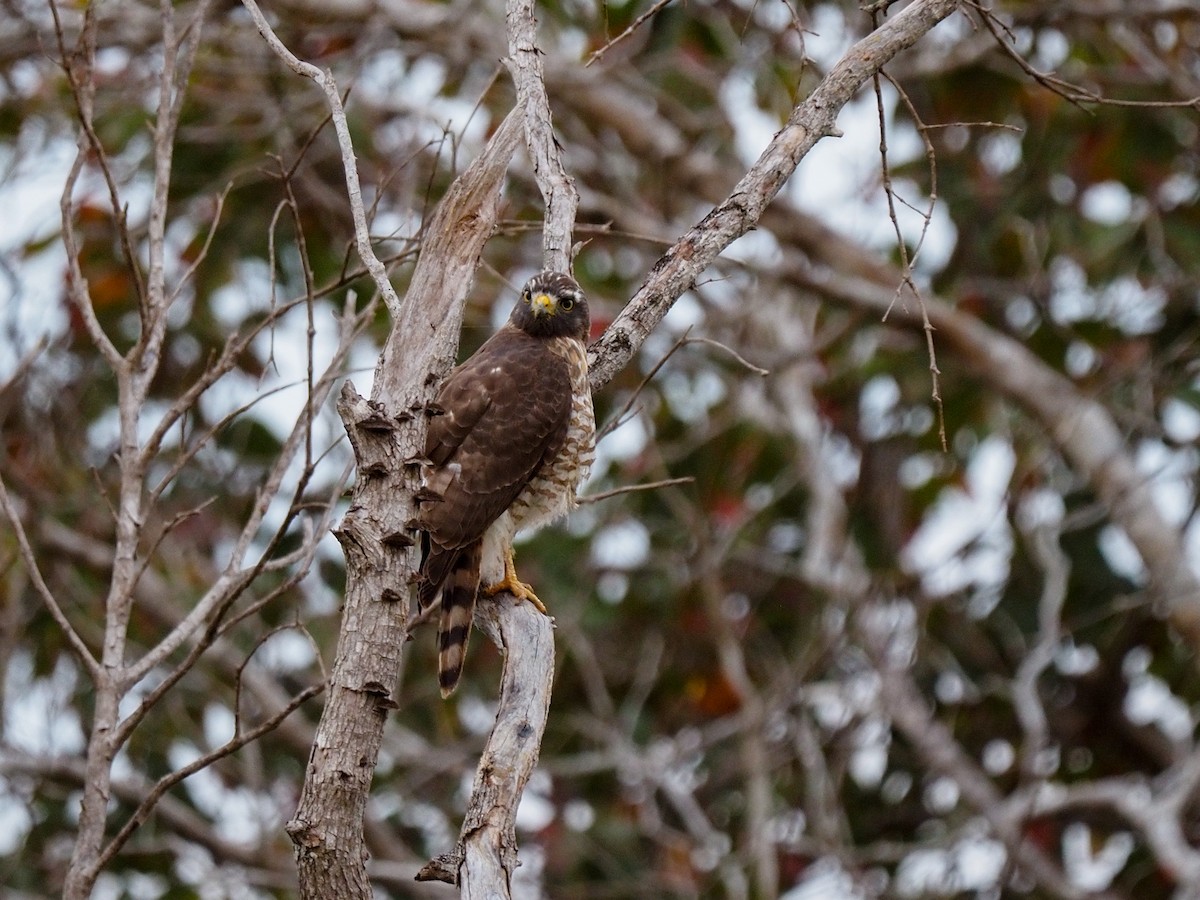 Roadside Hawk - ML616524748