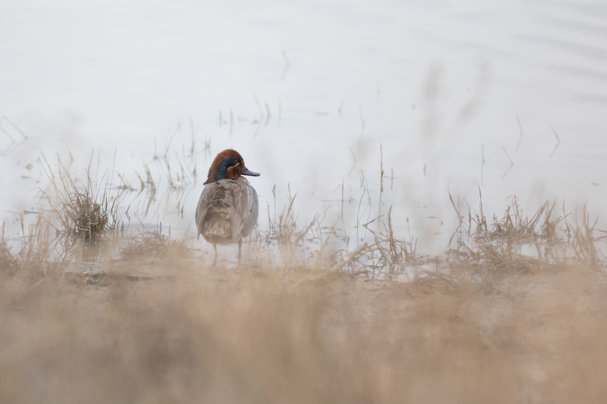 Green-winged Teal (American) - ML616524758