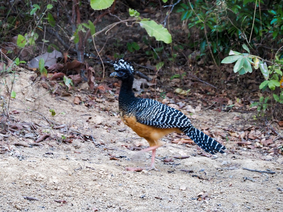 Bare-faced Curassow - ML616524759