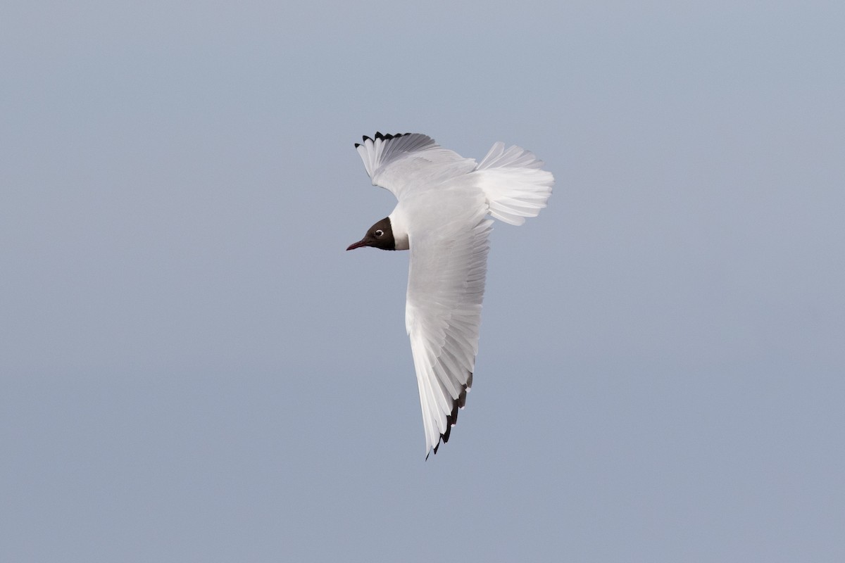Mouette rieuse - ML616524774