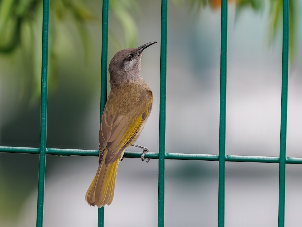 Dark-brown Honeyeater - ML616524800