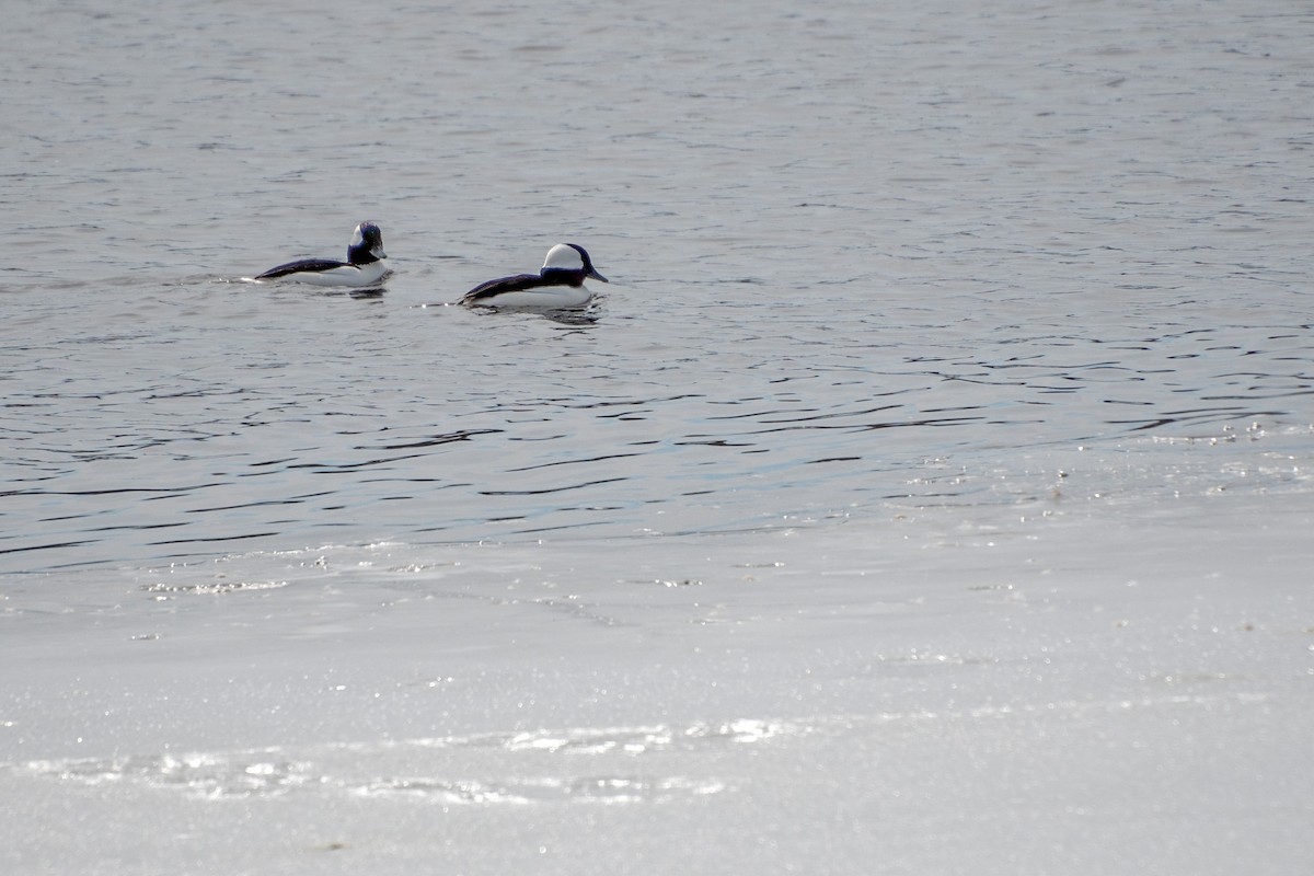 Bufflehead - ML616524835