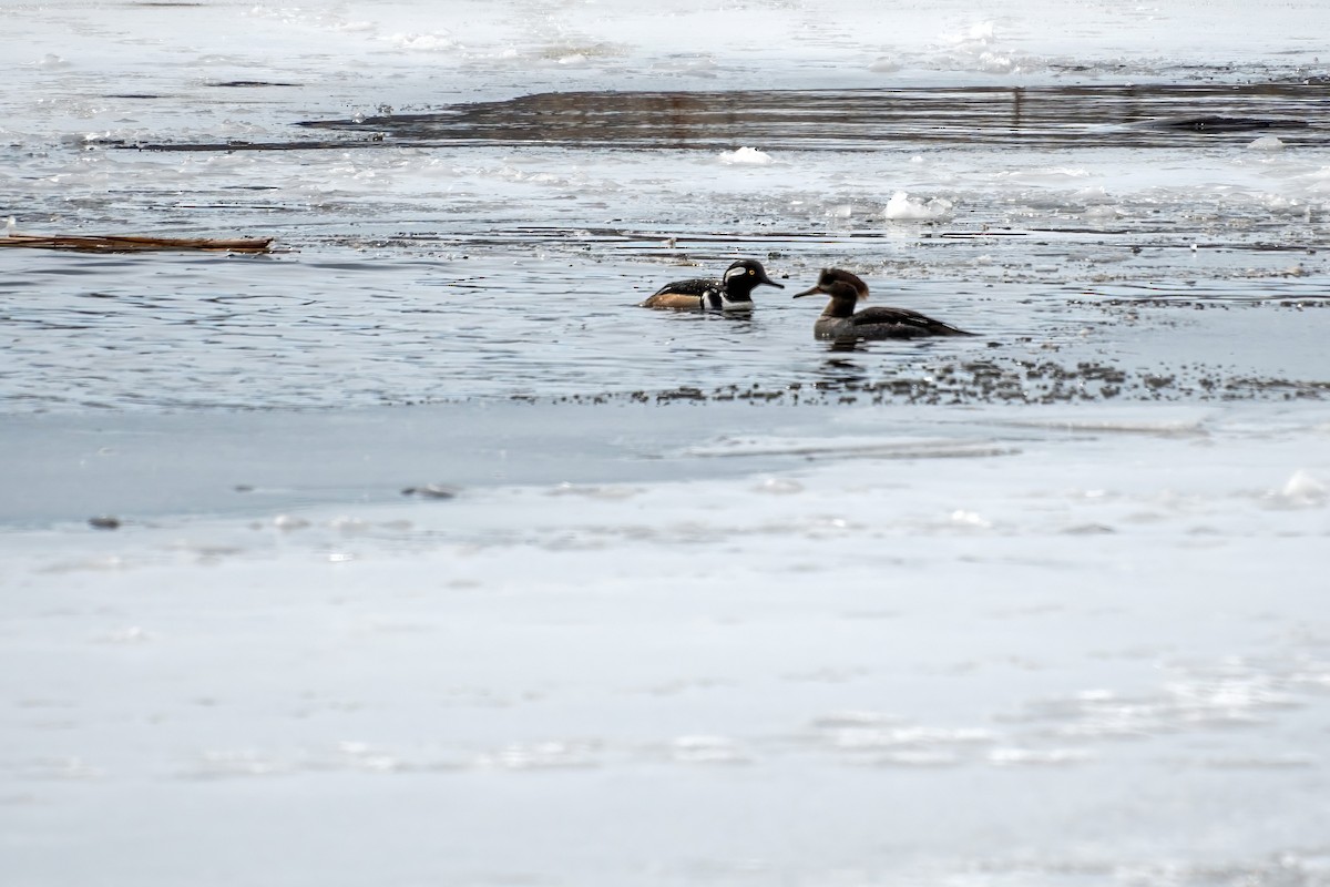 Hooded Merganser - Roger Roy