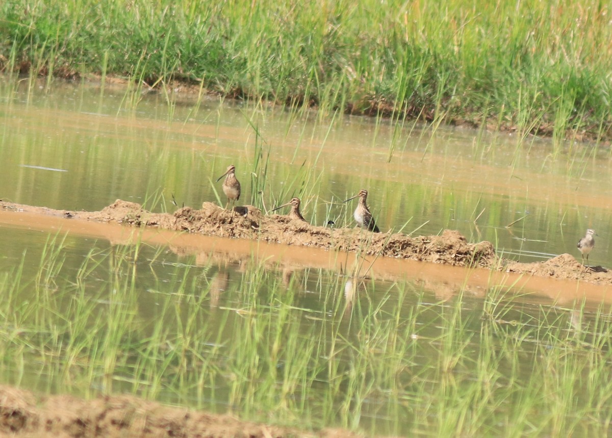 Common Snipe - ML616524857