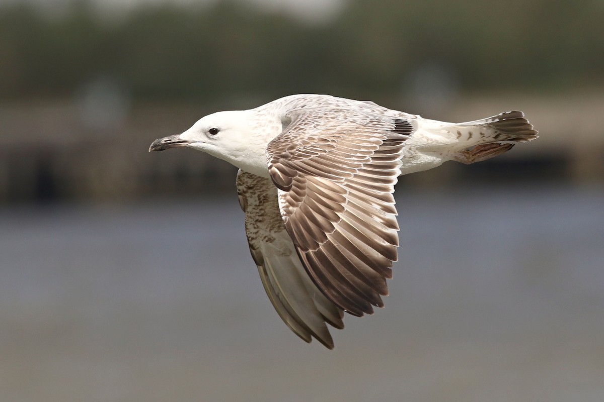 Caspian Gull - Richard Bonser