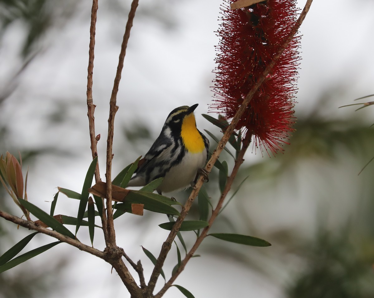 Yellow-throated Warbler - Susan Grantham