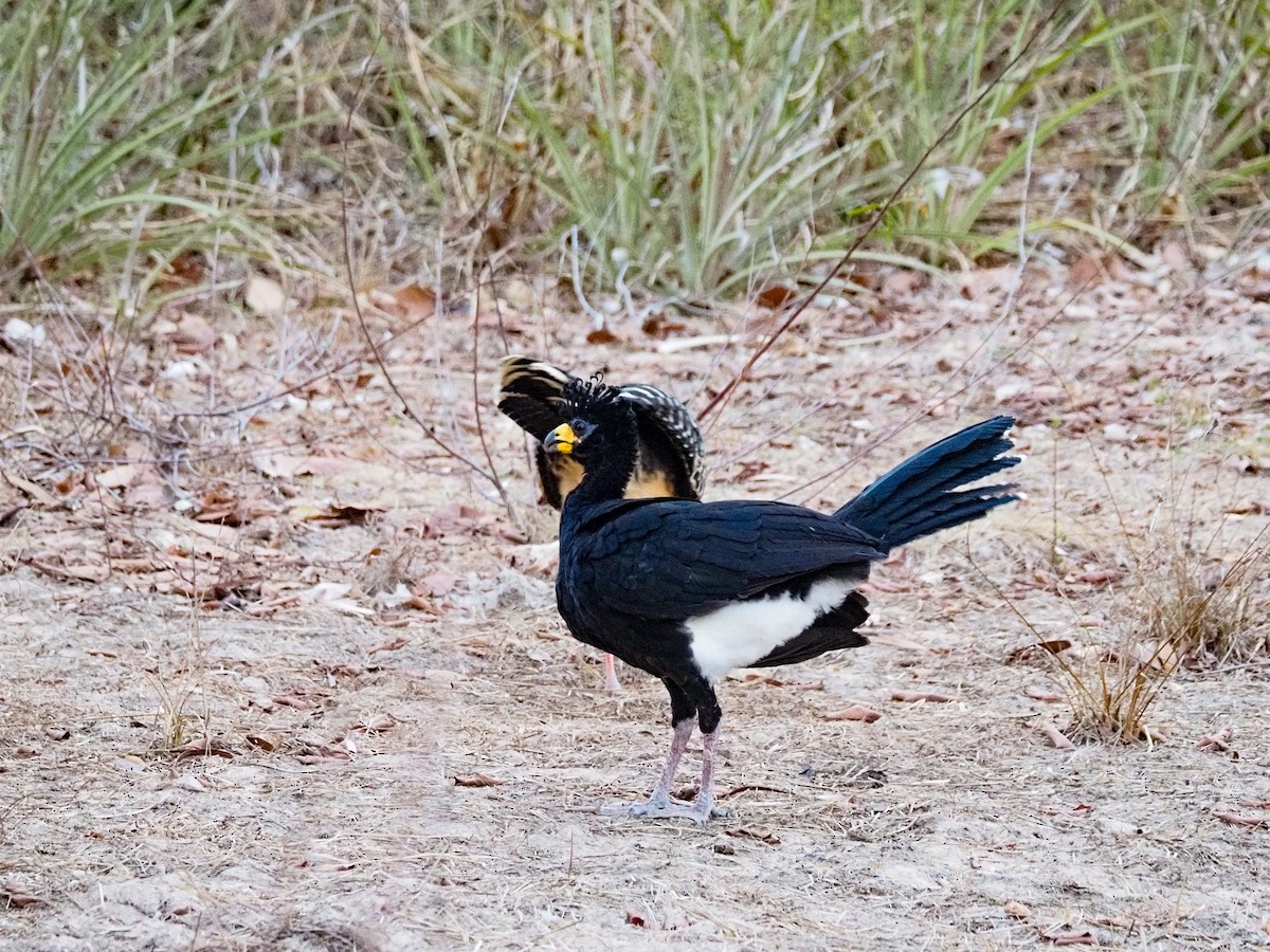 Bare-faced Curassow - ML616524939