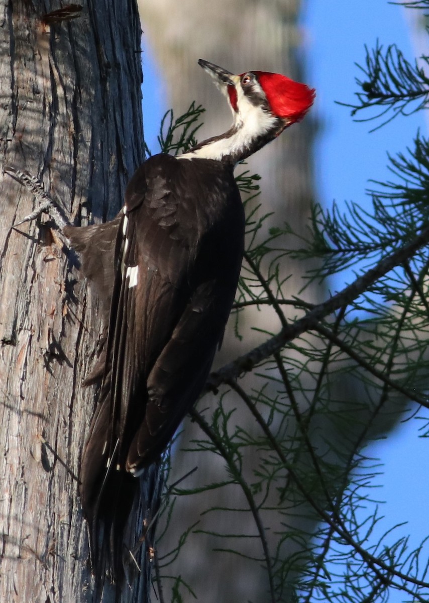 Pileated Woodpecker - Mitch Foret