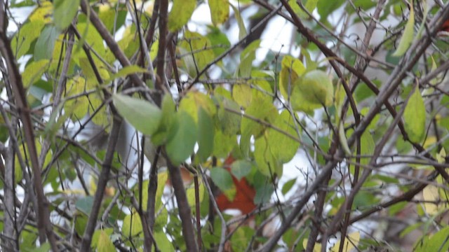 White-eyed Vireo - ML616525000