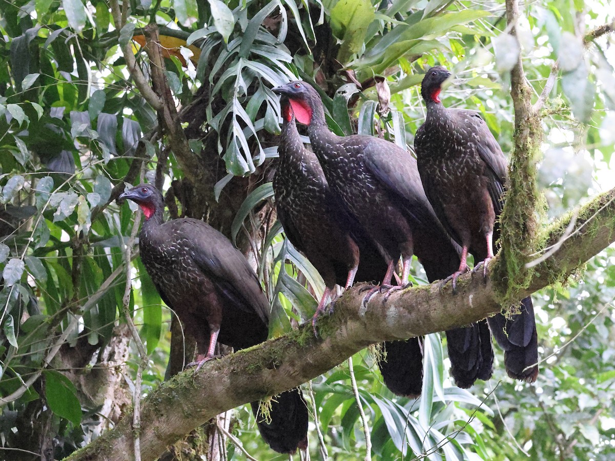 Crested Guan - ML616525023