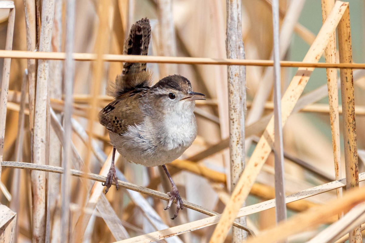 Marsh Wren (plesius Group) - ML616525026