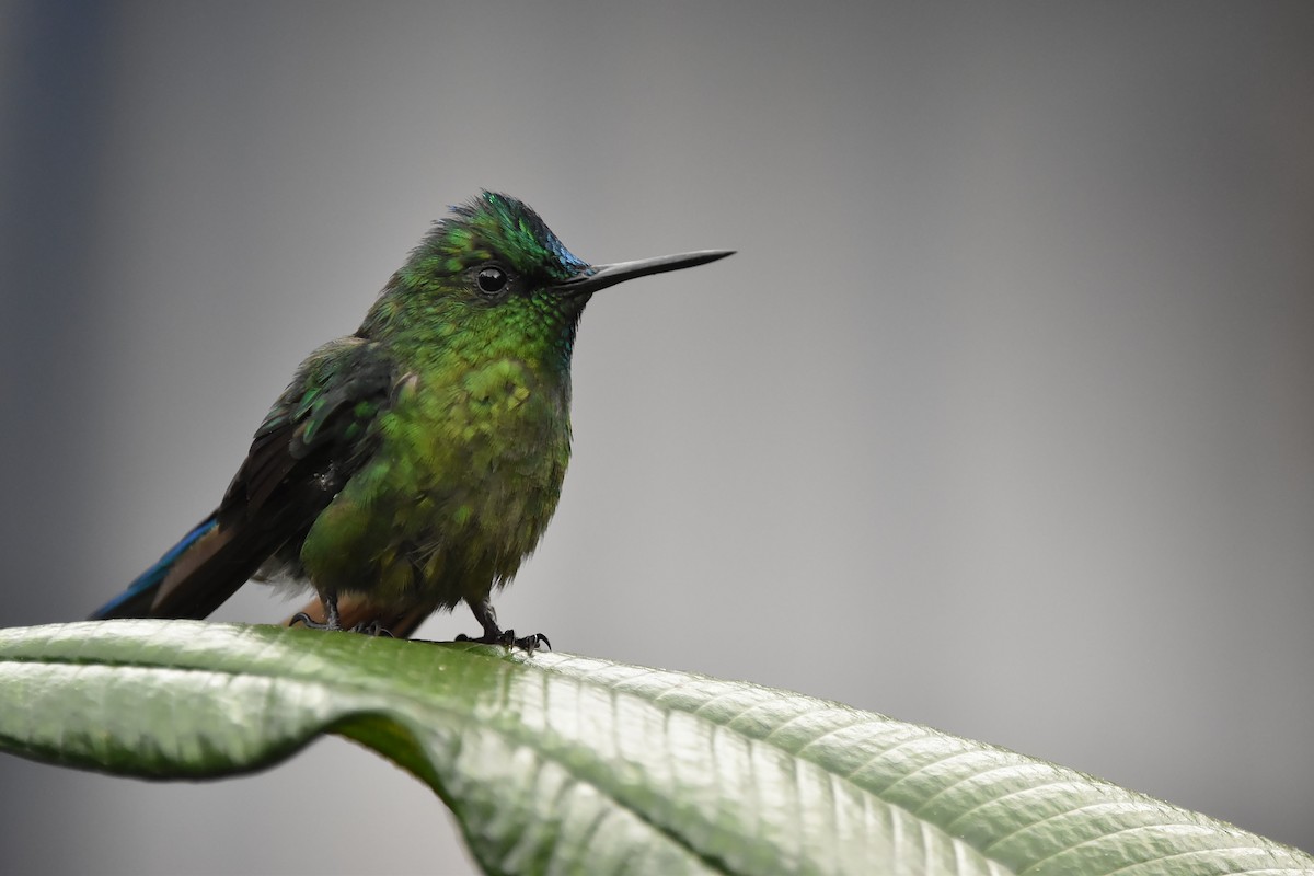 Long-tailed Sylph - ML616525134
