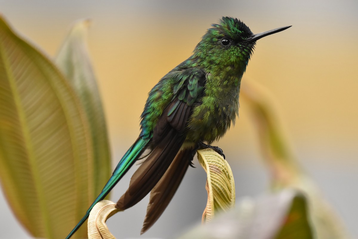 Long-tailed Sylph - ML616525135