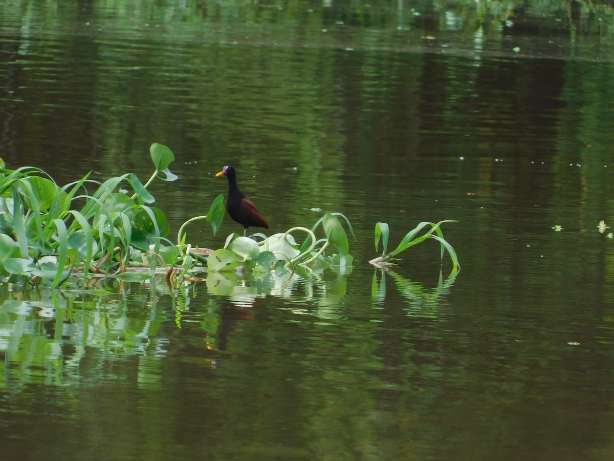 Wattled Jacana - ML616525150