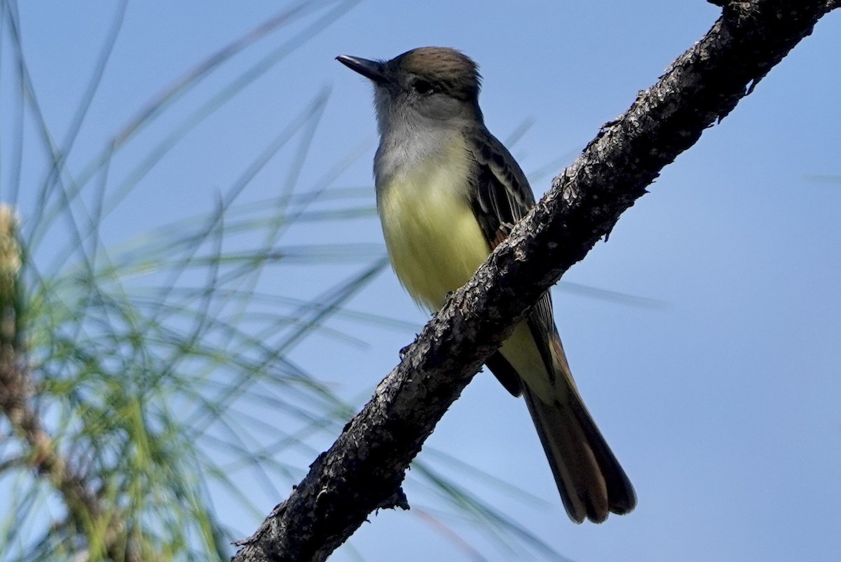 Great Crested Flycatcher - Alena Capek