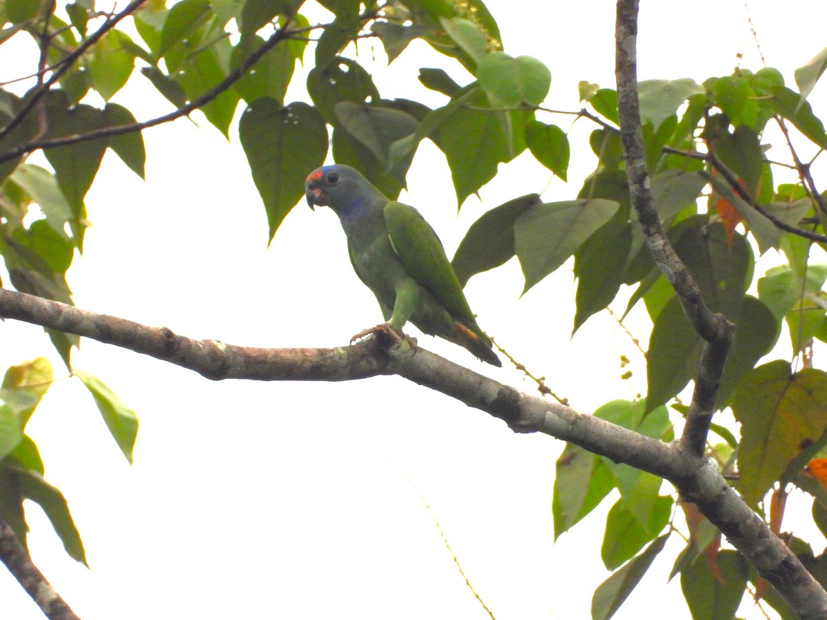 Blue-headed Parrot - ML616525225