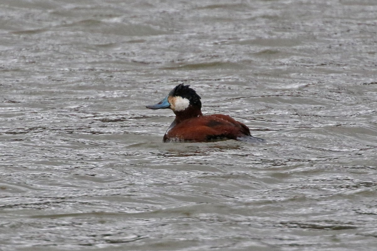 Ruddy Duck - ML616525247