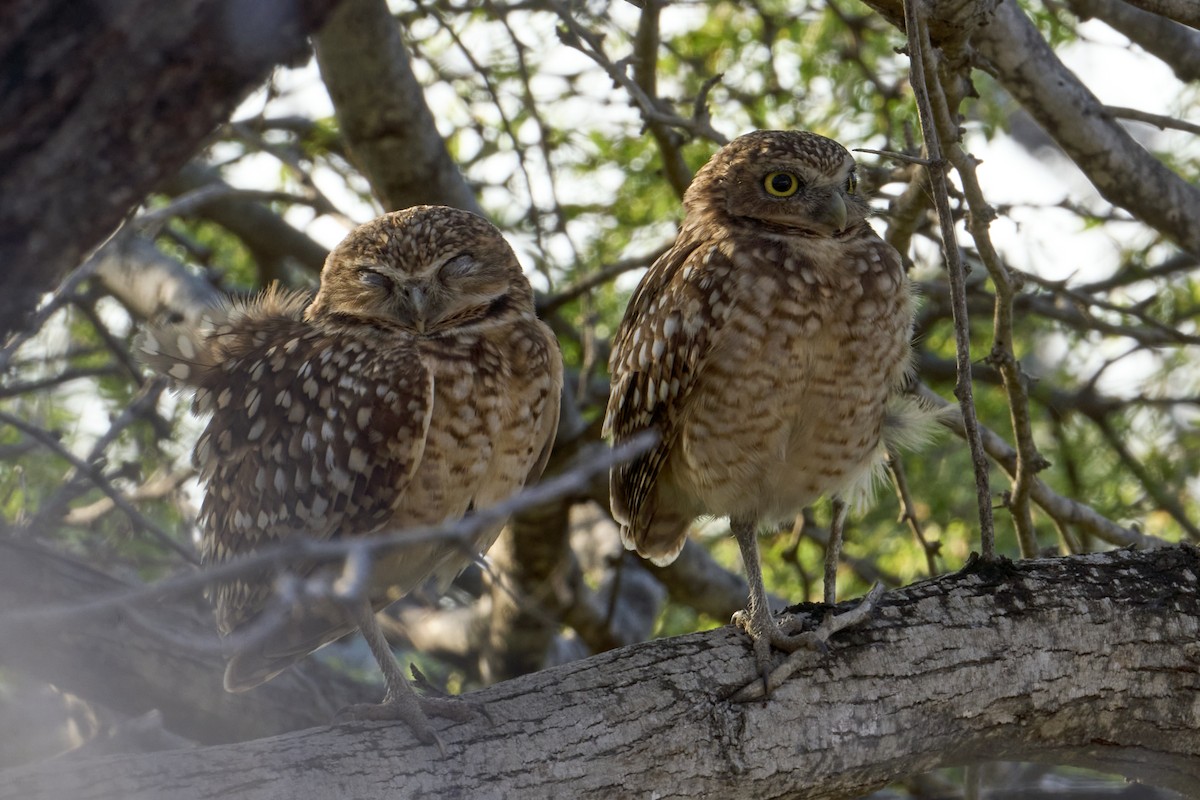 Burrowing Owl - ML616525284