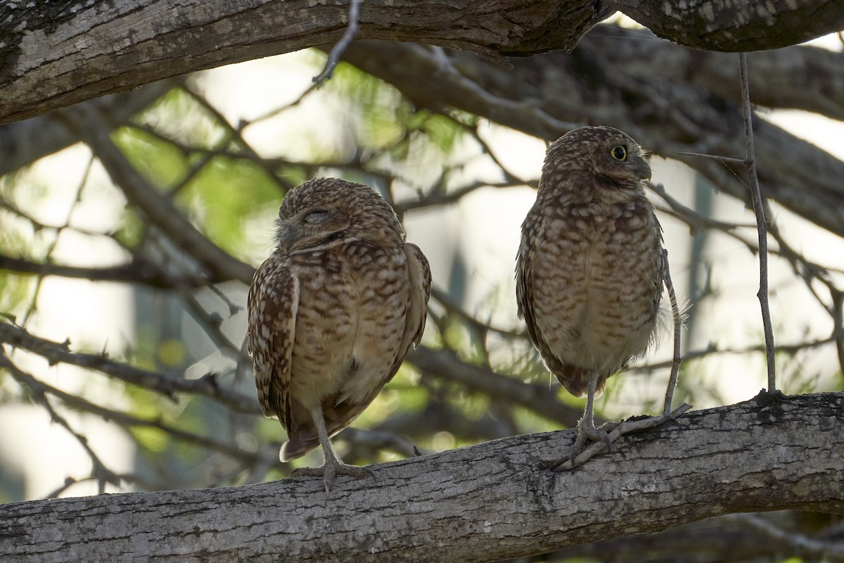 Burrowing Owl - ML616525285