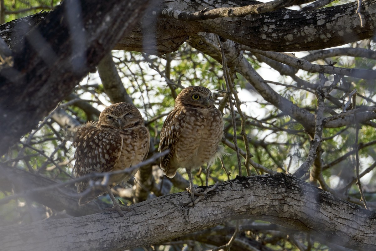 Burrowing Owl - ML616525294