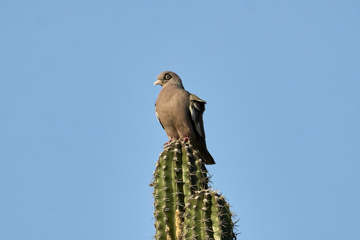 Bare-eyed Pigeon - ML616525345