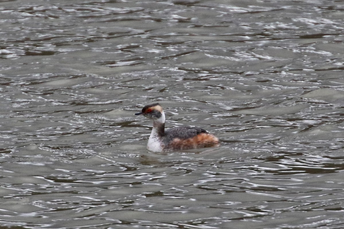 Horned Grebe - ML616525361