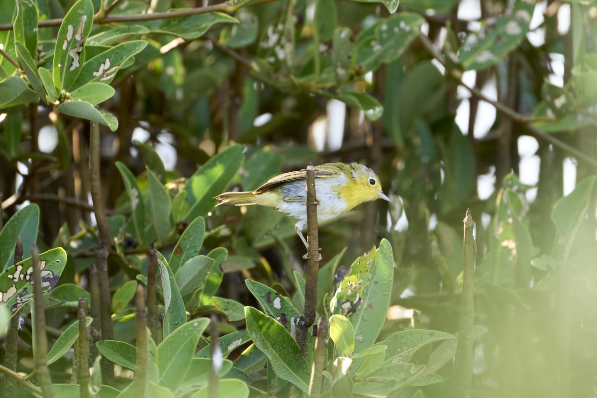 Yellow Warbler (Golden) - Jay Dia