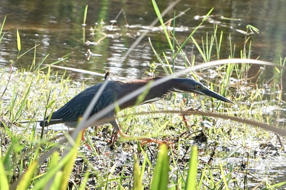 Green Heron - ML616525386