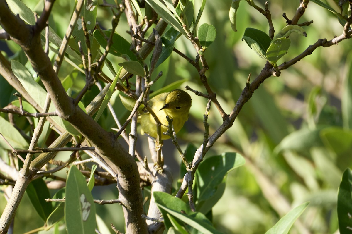 Yellow Warbler (Golden) - ML616525405
