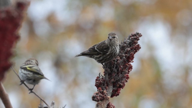 Pine Siskin - ML616525410