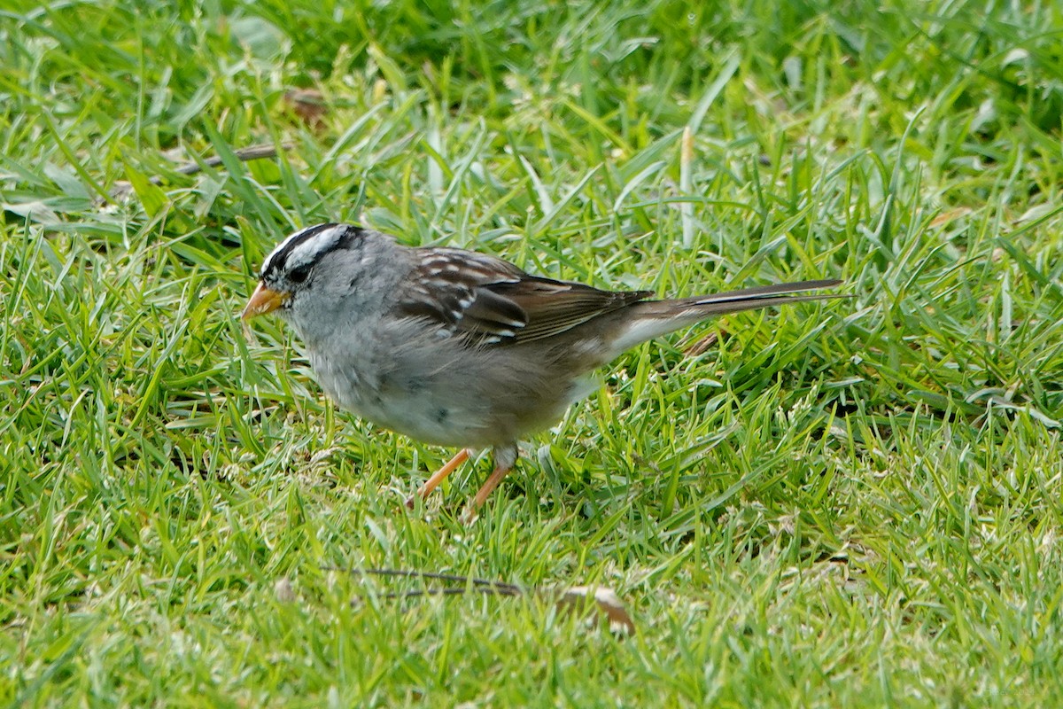 White-crowned Sparrow - ML616525461