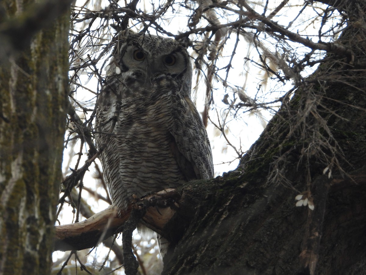 Great Horned Owl - ML616525473