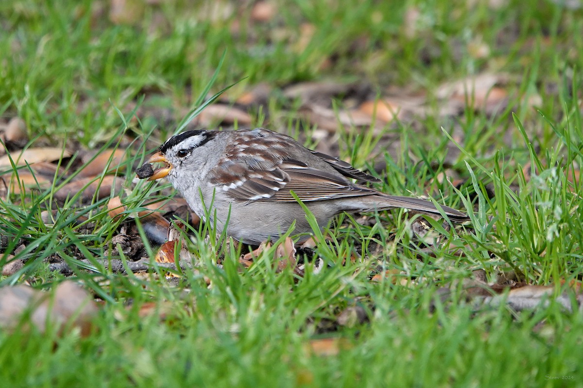 White-crowned Sparrow - ML616525498