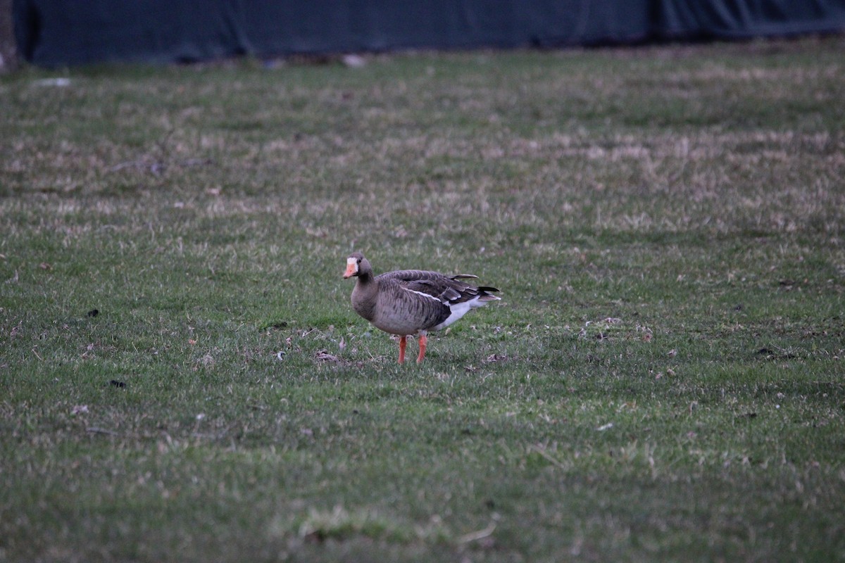 Greater White-fronted Goose - ML616525503