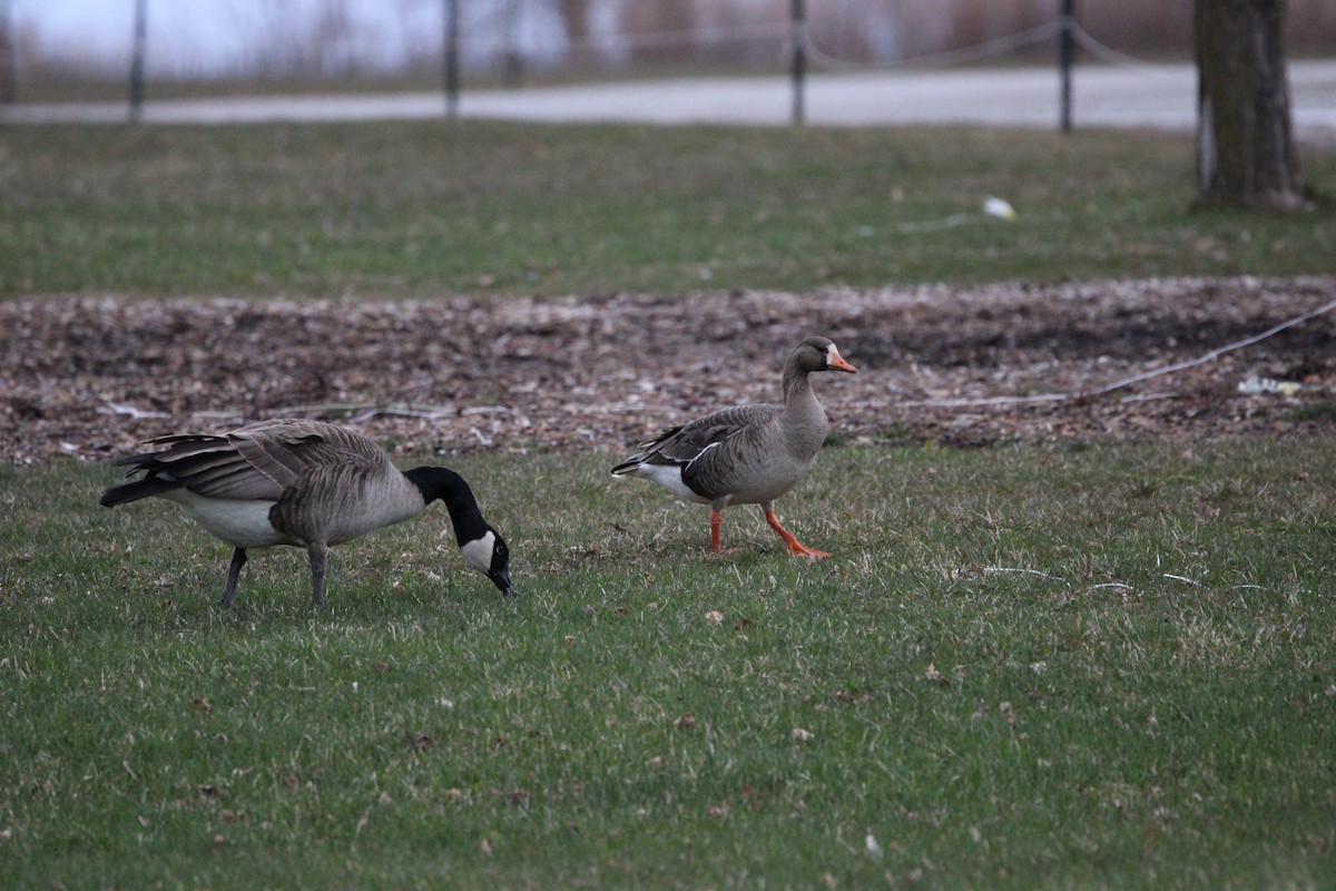 Greater White-fronted Goose - ML616525504