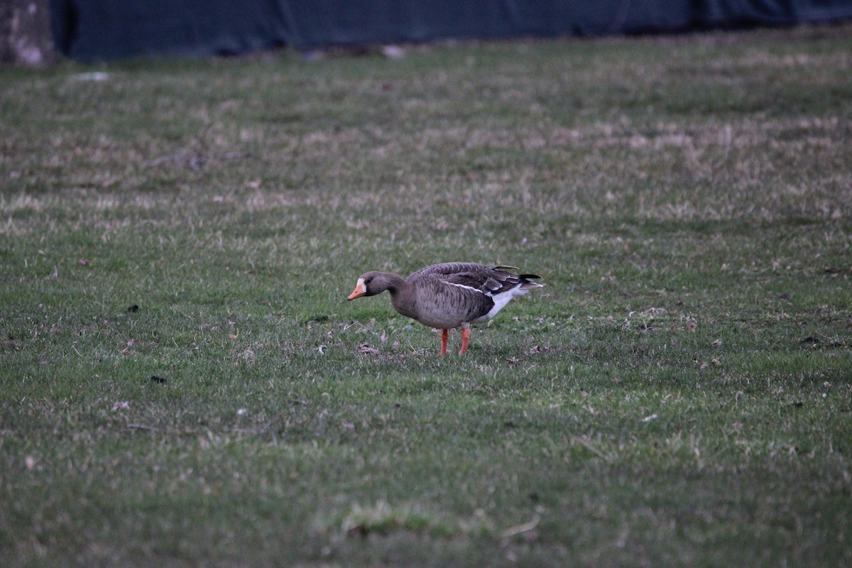 Greater White-fronted Goose - ML616525505