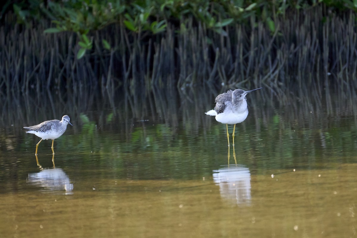 Greater Yellowlegs - ML616525516