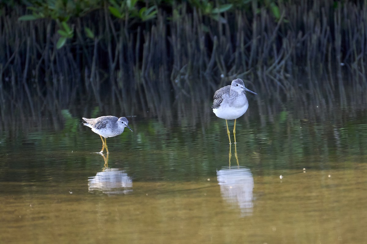 Greater Yellowlegs - ML616525522