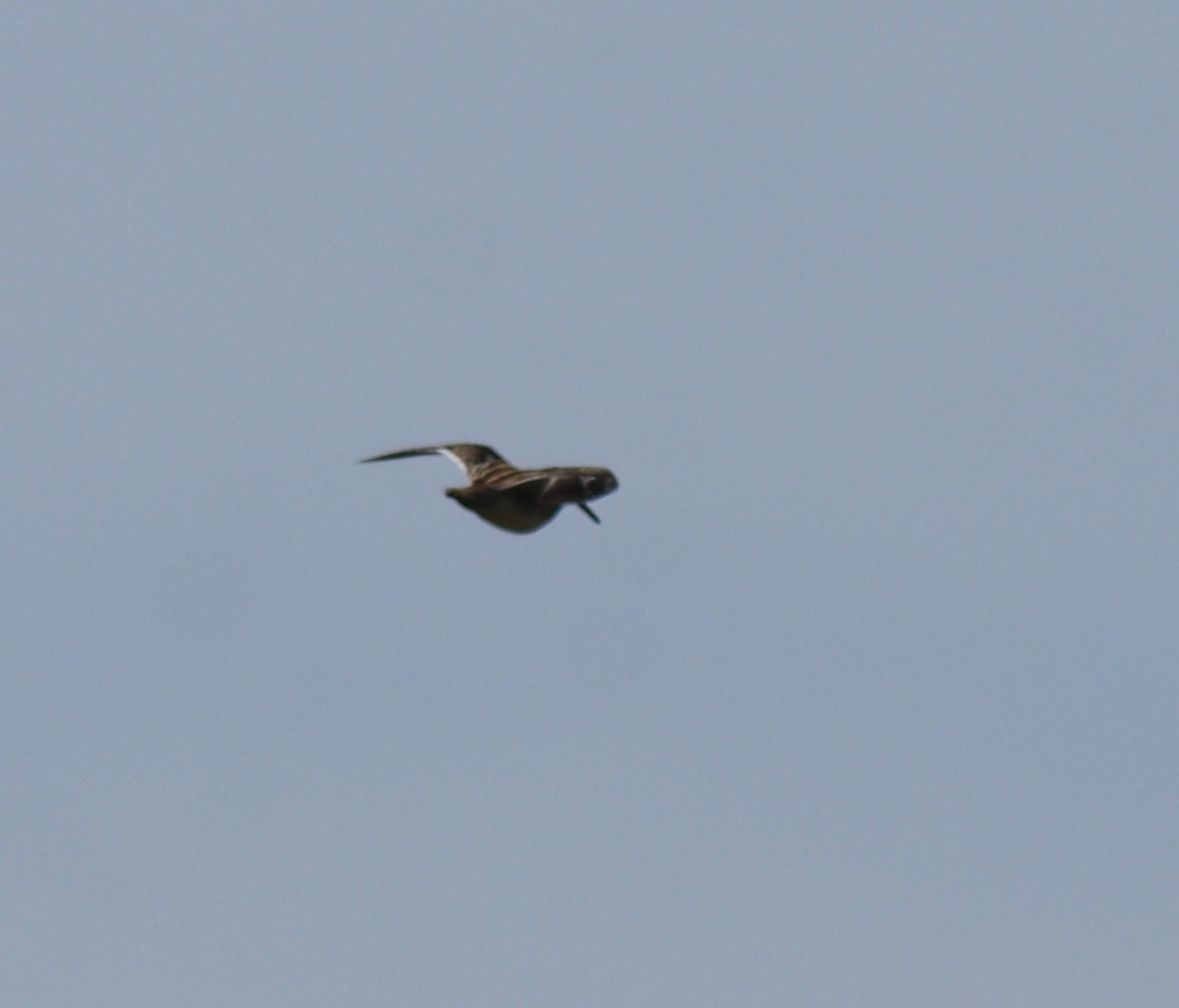 Common Snipe - ML616525525