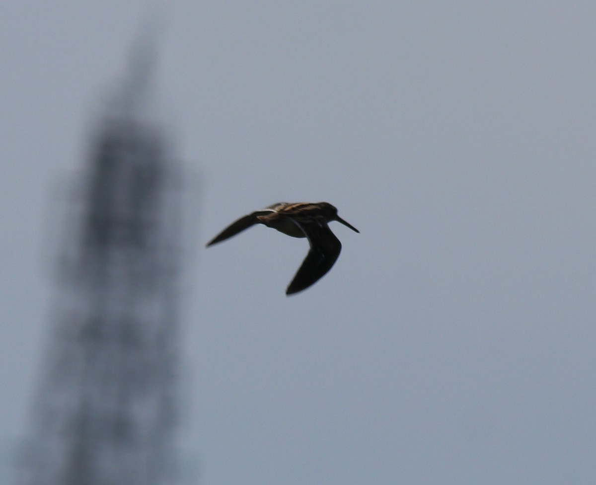 Common Snipe - Afsar Nayakkan