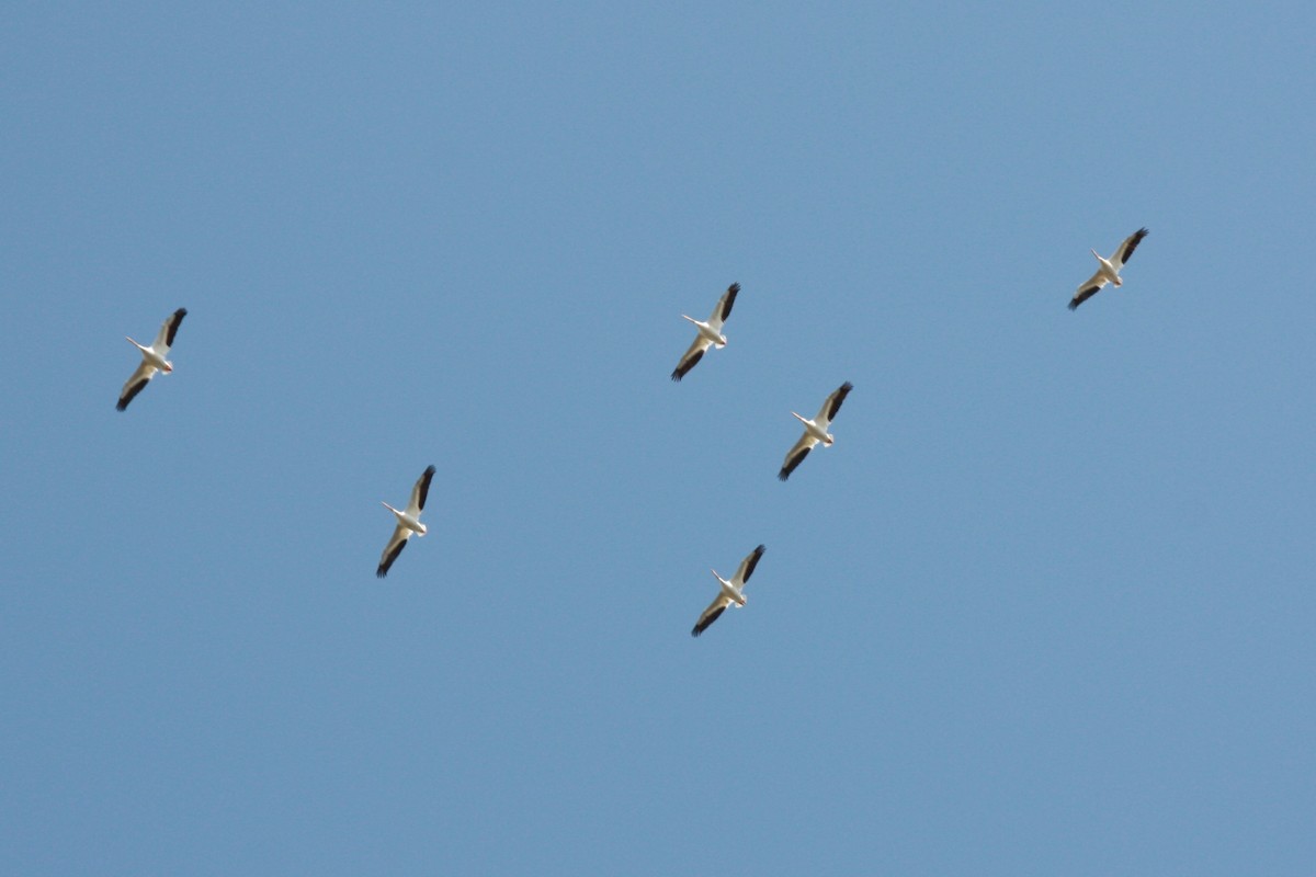 American White Pelican - ML616525538