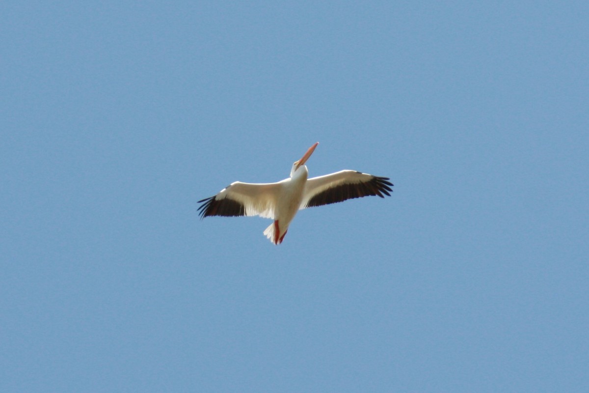 American White Pelican - Maggie Paxson