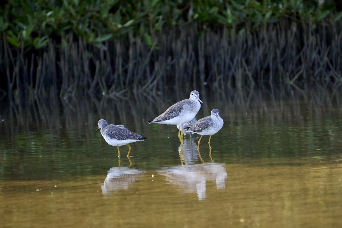 Greater Yellowlegs - ML616525564