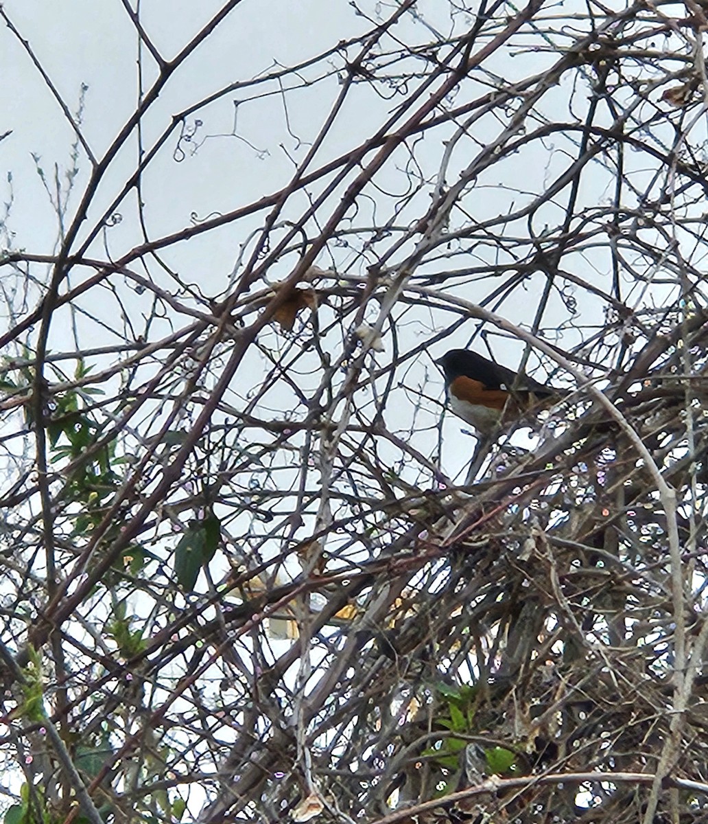 Eastern Towhee - ML616525569