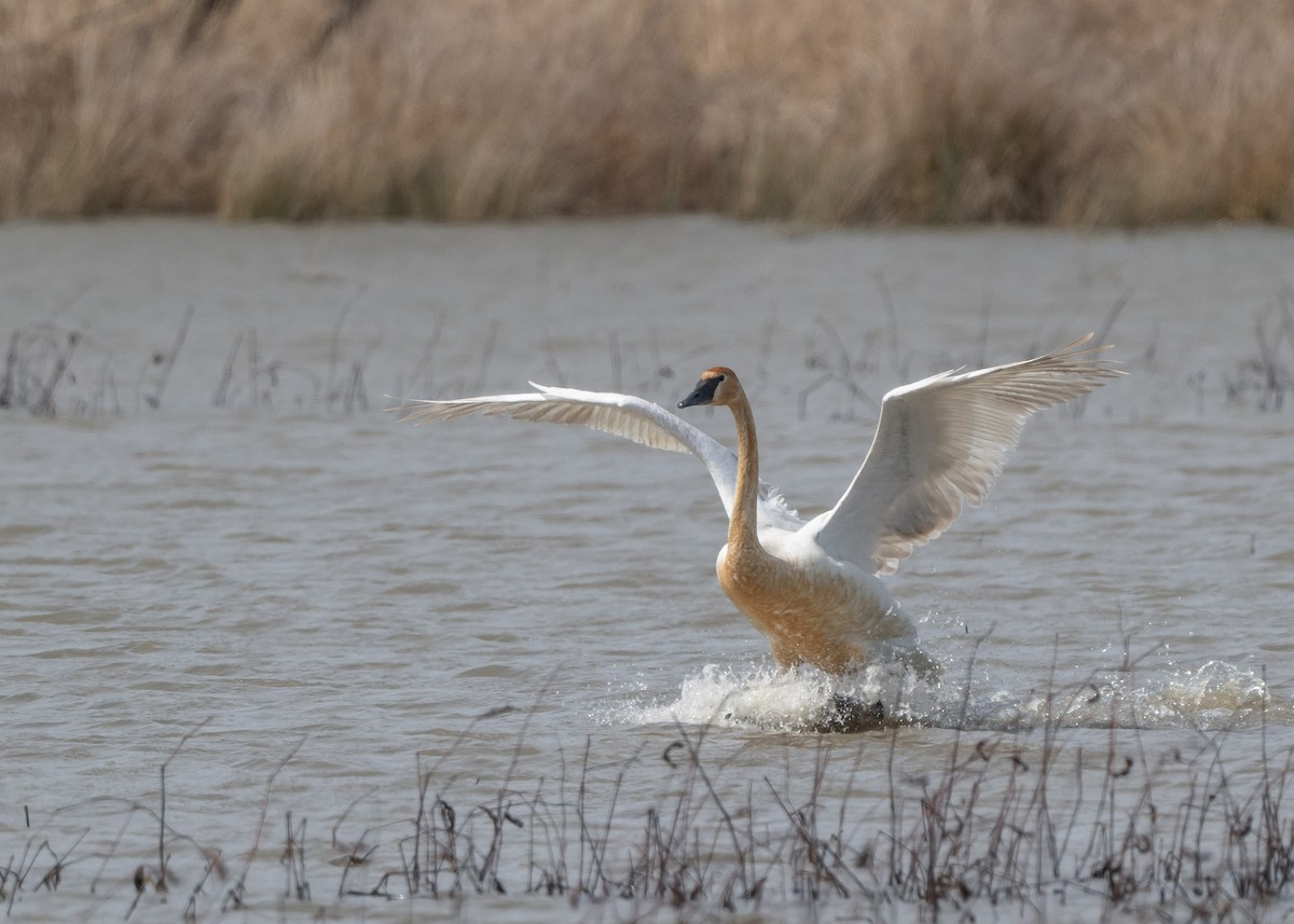 Trumpeter Swan - ML616525619