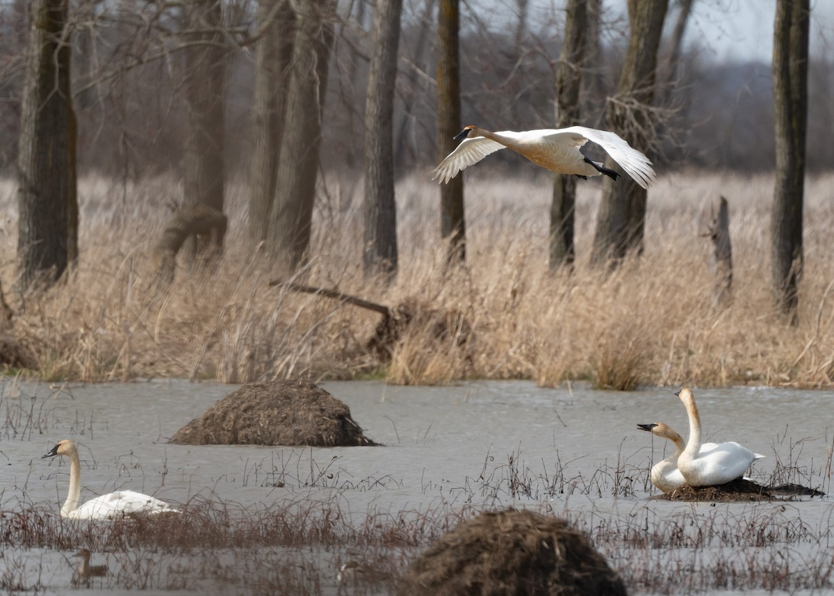 Trumpeter Swan - Sheila and Ed Bremer