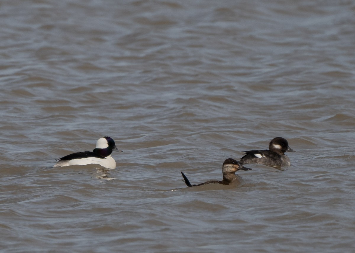 Bufflehead - Sheila and Ed Bremer