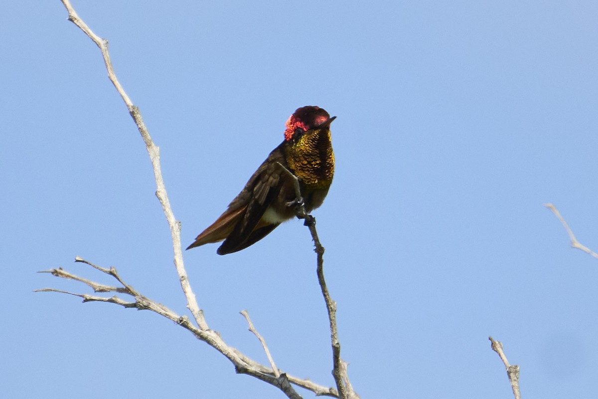 Ruby-topaz Hummingbird - ML616525664